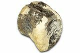 Fossil Ornithischian Dinosaur Vertebra - Colorado #352276-3